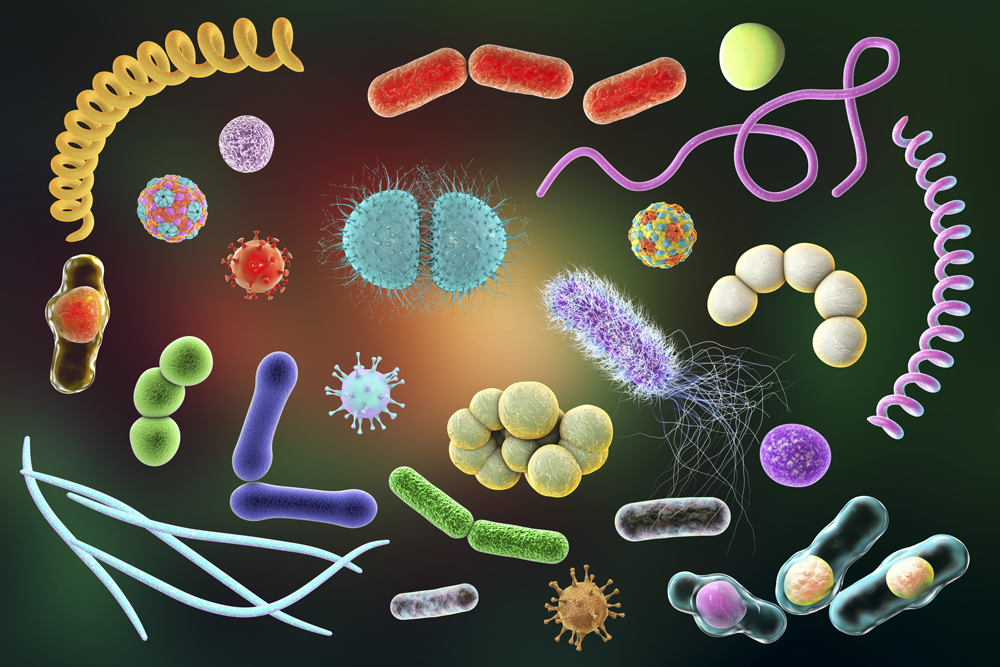 Вирусы, грибки и бактерии – причины инфекций мочеполовых путей