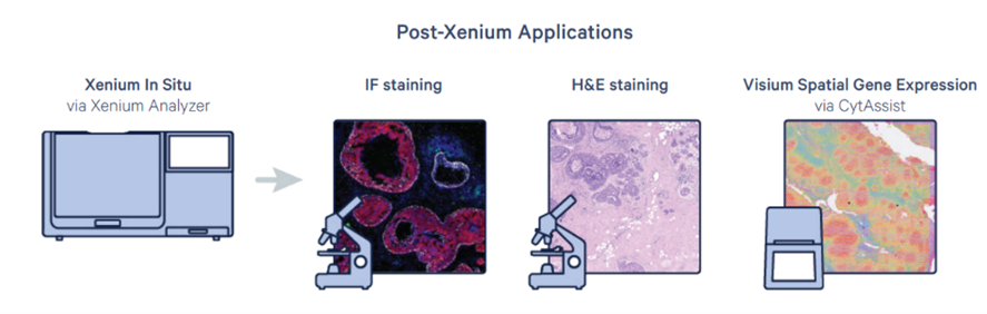 Post-Xenium In Situ Applications: Immunofluorescence, H&E, and Visium CytAssist Spatial Gene Expression