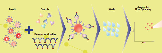 Multiplexed Bead-Based Immunoassays