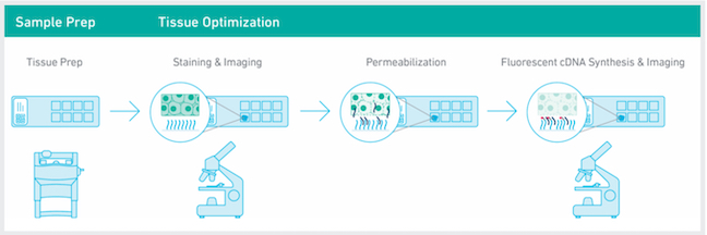 The Visium Workflow