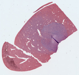 HR Histology from LSM 980